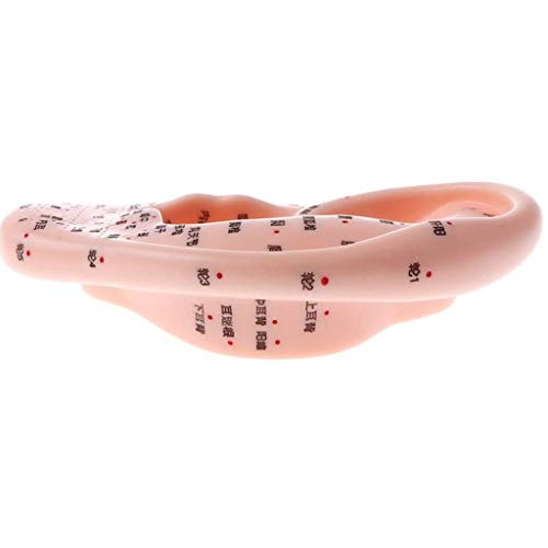 Modelo Anatômico De Orelha Para Auriculoterapia - 13 Cm