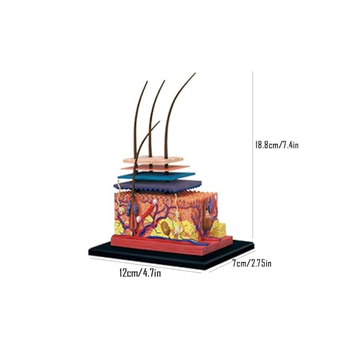 Modelo de piel humana 4D anatomico desmontable con 19 partes 8