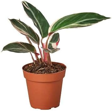 Thirsty Leaves Stromanthe Triostar Plant - Thumbnail 2