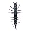Southern Junebug