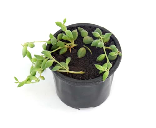 Image of String of Tears Live Plant with Pot | Rare Indoor Succulent Vine for Home & Office Decor | Easy-Care Hanging Plant with Tear-Shaped Leaves | Fresh Healthy Trailing Plant