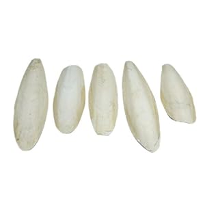 Britten & James 5 sepias grandes y naturales, de 5,5 a 8 pulgadas, 13-20 cm. Nuestras sepias grandes son adecuadas para periquitos, periquitos y canarios, tortugas, tortugas, caracoles y tortugas.