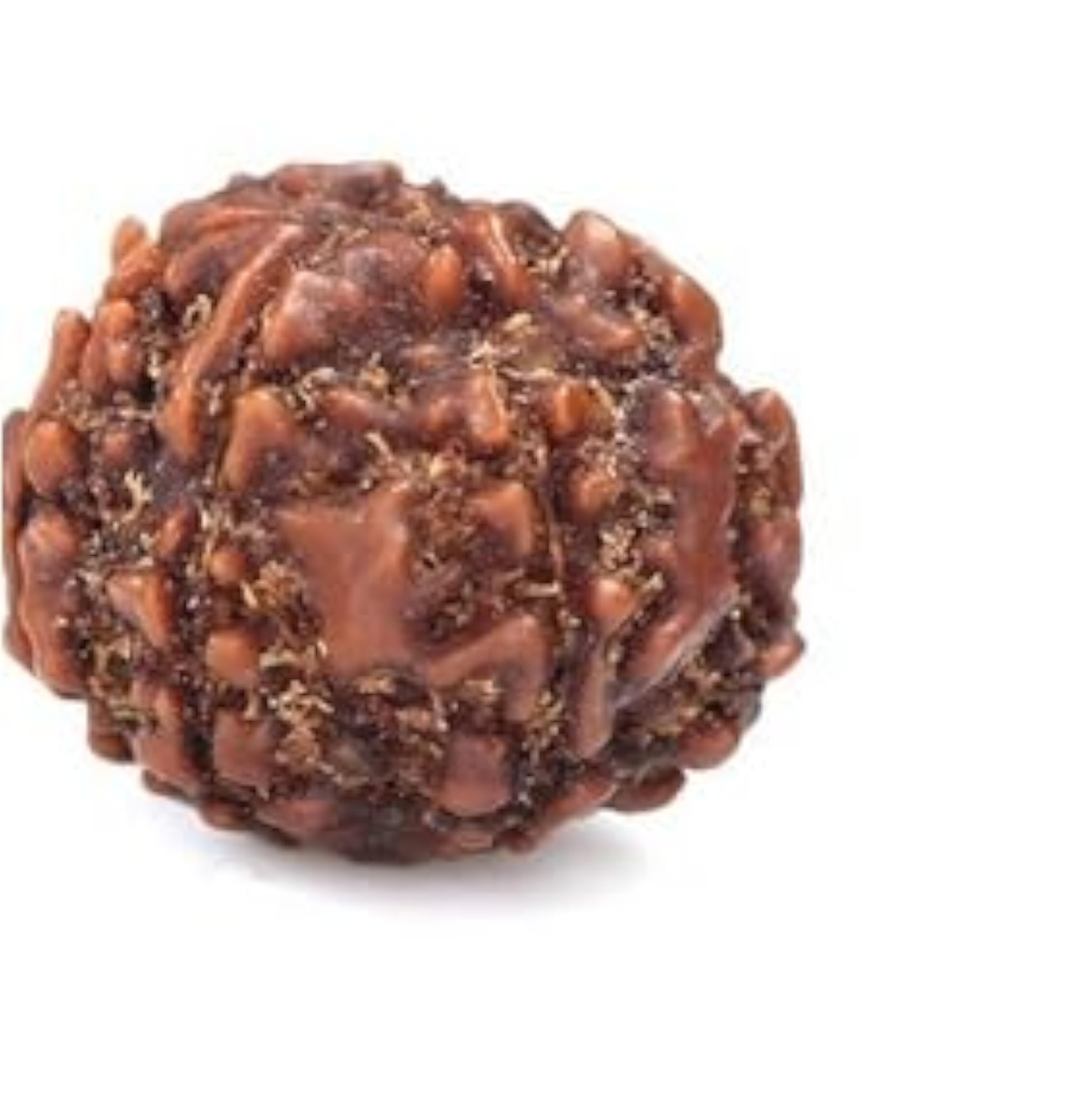 Natural 7 Mukhi Rudraksha Bead, IGL Certified