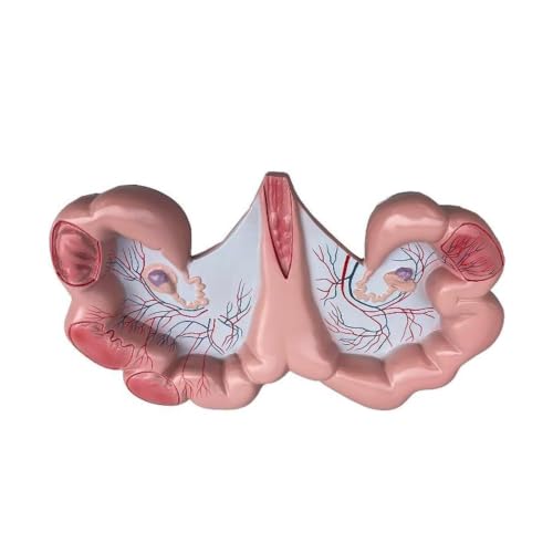Modèle d'anatomie de l'utérus de porc recherche scientifique et démonstration