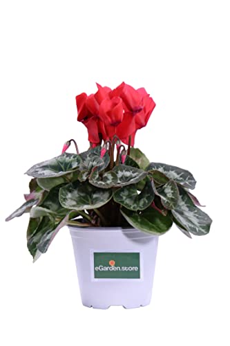 Pianta di Ciclamino Pianta da esterno di Ciclamino in vaso di plastica Pianta vera di Ciclamino venduta da eGarden.store (Rosso)