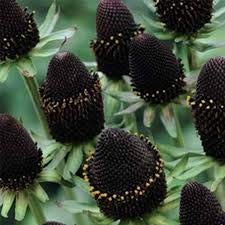 60pcs New Genuine Green Wizard Rudbeckia Plant Seeds