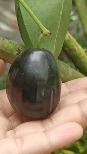 Image of Hybrid KG10 Thai King Size Jamun Plant Pack of 1 | Kg 10 Jumbo Jam Grafted Live Plant, Thai Variety Black Jamun Fruit Tree for Home Garden Planting | KJ4