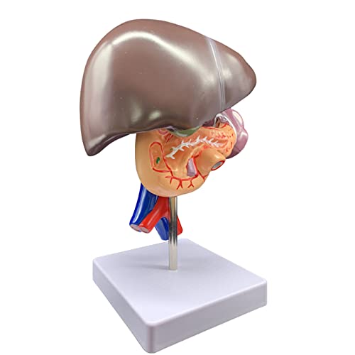 LBYLYH Tamaño Real 1:1 Hígado Humano Duodeno Anatomía del Cuerpo Humano Modelo Médico Anatómico Enseñanza Recursos Suministros Juguete Cover