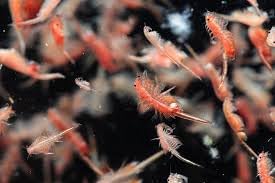 Live Adult Brine Shrimp Pack of 5, 100ml Live Fish Food, Freshwater & Marine Fish Feed Natural