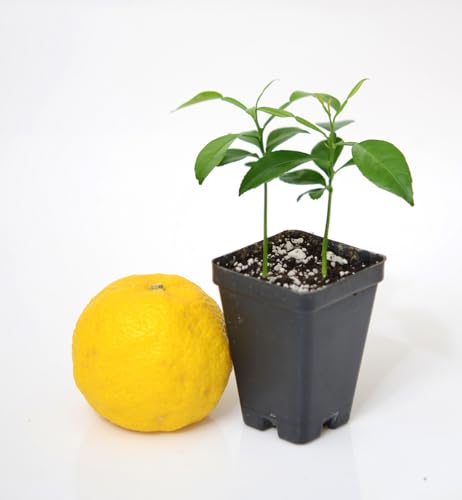 Yuzu Citrus Tree - Pot of 2 Starter Plants. Citrus Junos. 3' - 5'
