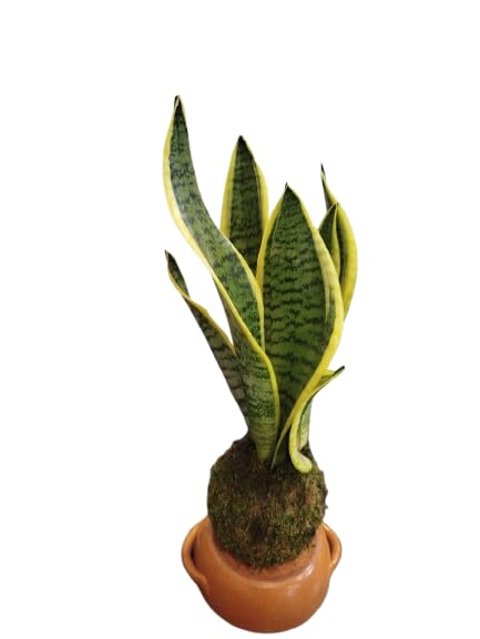 DECOALIVE Kokedama con Planta Serpiente (Sansevieria Laurentii) – Ideal para Interiores