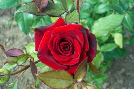 Image of Most Wonderful 1Healthy Flower Dark Red Rose Plant tree |Without Pot| For Beautiful Home Garden outdoor & indoor flower plant.