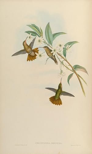 Tableau toile oiseau Chrysuronia Gould 60x90cm SERENDIPITP