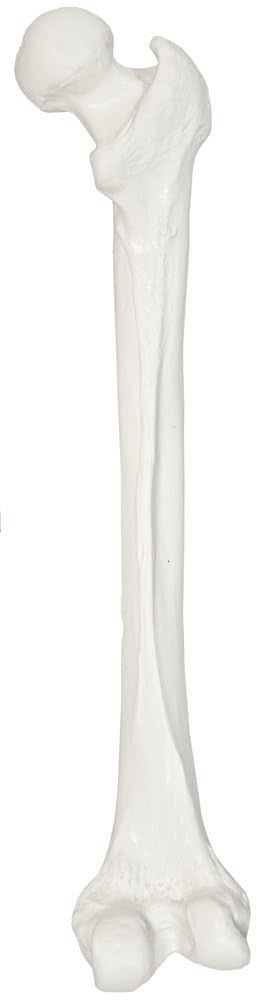 Axis Scientific Femur Bone Model | Right | Cast from a Real Human Femur Bone l Upper Leg Bone Model Has Realistic Texture and Important Bony Landmarks | Includes Product Manual