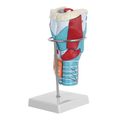 Modèle anatomique gorge humaine X2 plastique résistant pour l'apprentissage en milieu médical