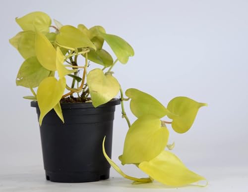 Image of Golden Money Plant with Pot | Air-Purifying Indoor Pothos for Home & Office | Fast-Growing, Low-Maintenance Good Luck Plant | Fresh Healthy Epipremnum Aureum for Decor