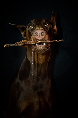 Hygiène dentaire dentaire pour chiens - 100 % naturelle - Aide au brossage des dents - Friandises naturelles OGF (L) - Image 6