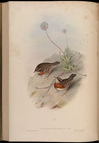 Impression sur toile oiseau John Gould 60x90cm pour un salon style cabinet de curiosités