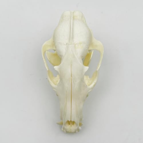 Image of Taxidermy Real Animals Skull Decor - Model Animals Bones Specimen,Taxidermy Supplies for Science Education,Collection (Raccoon)
