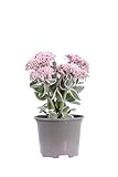 eGarden.store