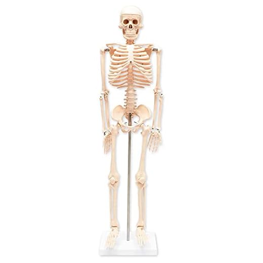 Human Skeleton Model for Science Classrooms (33.5 in, White)