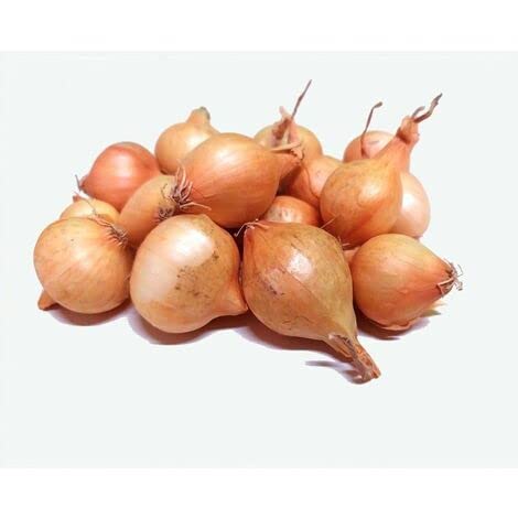 Bulbo de cebolla para plantar variedad 'paja virtudes' 450gr - Wam