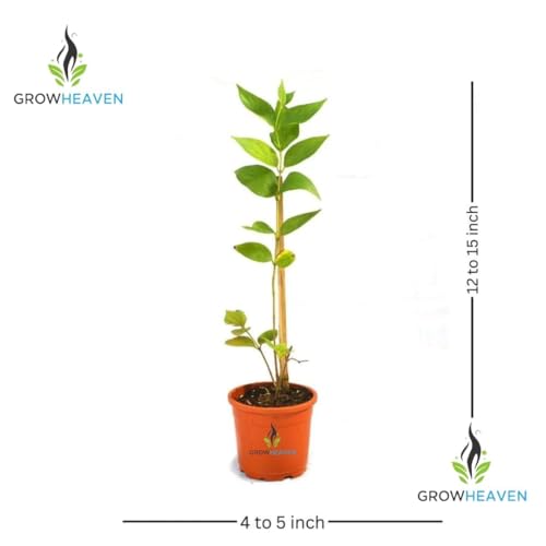 Image of LIVE PLANTS (HR)