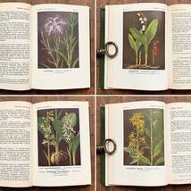 Amazon.co.jp: ドイツの古い植物図鑑(Waldblumen und Farngewachse