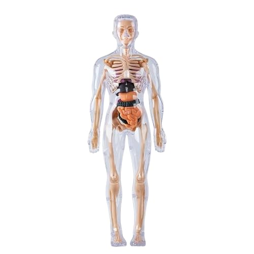Modelo De Anatomía del Cuerpo Humano,Juguete De Figura Fosforescente con Herramientas - Muñeco De Anatomía para Niños | para Niños Y Niñas De 8+ Años, Halloween, Biología, Fisiología,