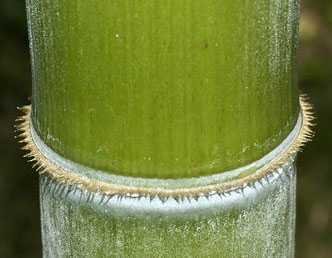 Riesenbambus Moso - der größte winterharte Bambus - super Geschenkidee - 30 Samen Cover