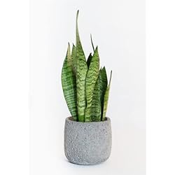 Maceteros De Hormigon En Lo Barnechea Colsen Macetero de Hormigón - Cemento