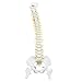 Colonna Vertebrale Modello Anatomico Modello di Colonna Vertebrale con Supporto Modello di Colonna Vertebrale Umana Flessibile Rimovibile da 45 cm per L'insegnamento Dello Studio