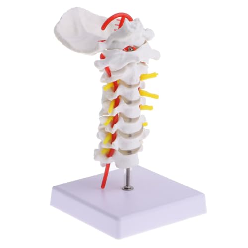 Modelo cervical de columna flexible en PVC con soporte anatómico didáctico