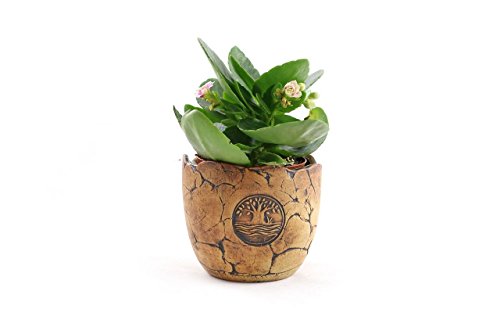 Preisvergleich Produktbild Manufaktur Martinshof Übertopf Baum 27.169" Blumen Pflanzen Garten Terrasse Balkon