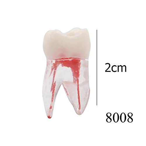 Miniatura 5 de 8pcs dientes modelo endodoncia endodoncia archivo RCT práctica pulpa para enseñanza estudio