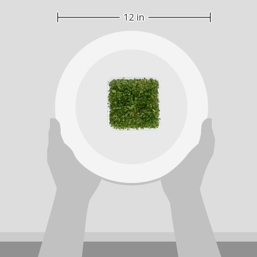 Alfalfa Sprouts, 4 oz