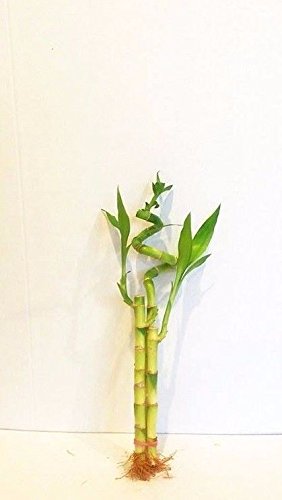 Jm Bamboo 3 Stalks Of Lucky Bamboo Live Real Plant From Jmbamboo thumb #1