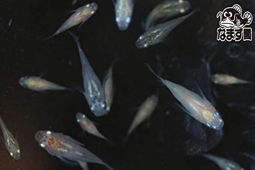 【国産メダカ】 本ダルマ＆ダルマ 3匹セット 全長約0,5～8㎜程度 （生体1024-7)のサムネイル