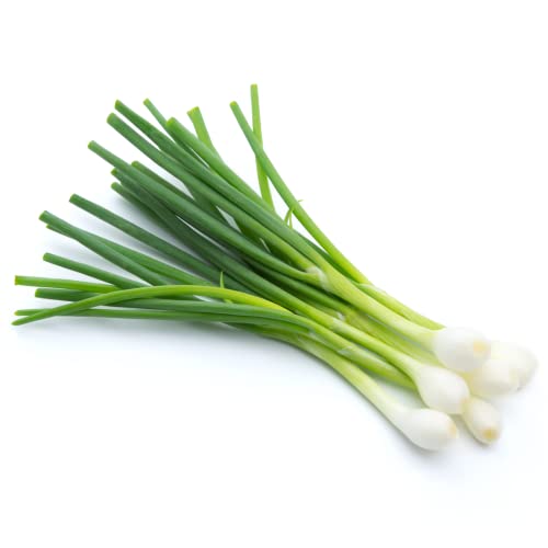 Spring Onions 1 Bunch x 20 Pack | Fresh & Crisp | Ideal for Salads, Stir-Fries, Garnishes & Catering | Ready to Use