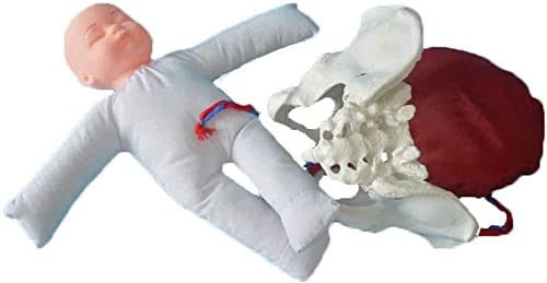 Modèle d'accouchement pour réussir vos cours de sage-femme - 2