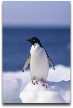 Linxpsir Penguin Custom Poster Personalized Your Photo Wall Art Poster for Living Room Bedroom 12" x 16"