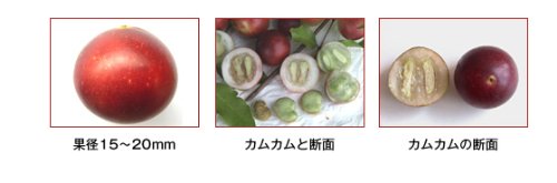 Amazon.co.jp: カムカム5倍濃縮飲料＆カムカム100％果汁、各1本の