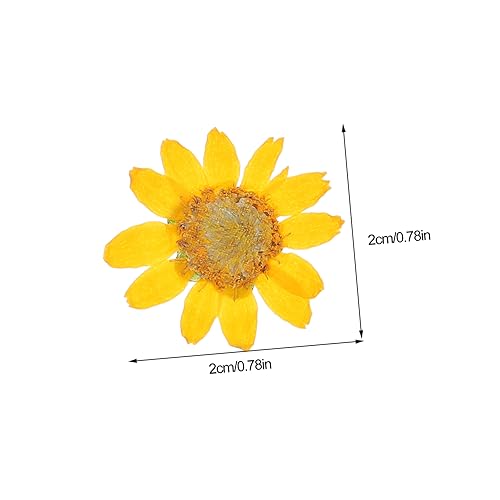 Flores Secas Margaritas 24 Piezas para Manualidades DIY miniatura 3