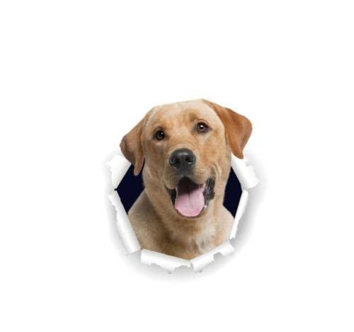 2 Adesivi 3D Per Auto Con Cane - Realistici E Colorati - PVC Resistente Per Carrozzeria, Vetri, Laptop E Frigorifero