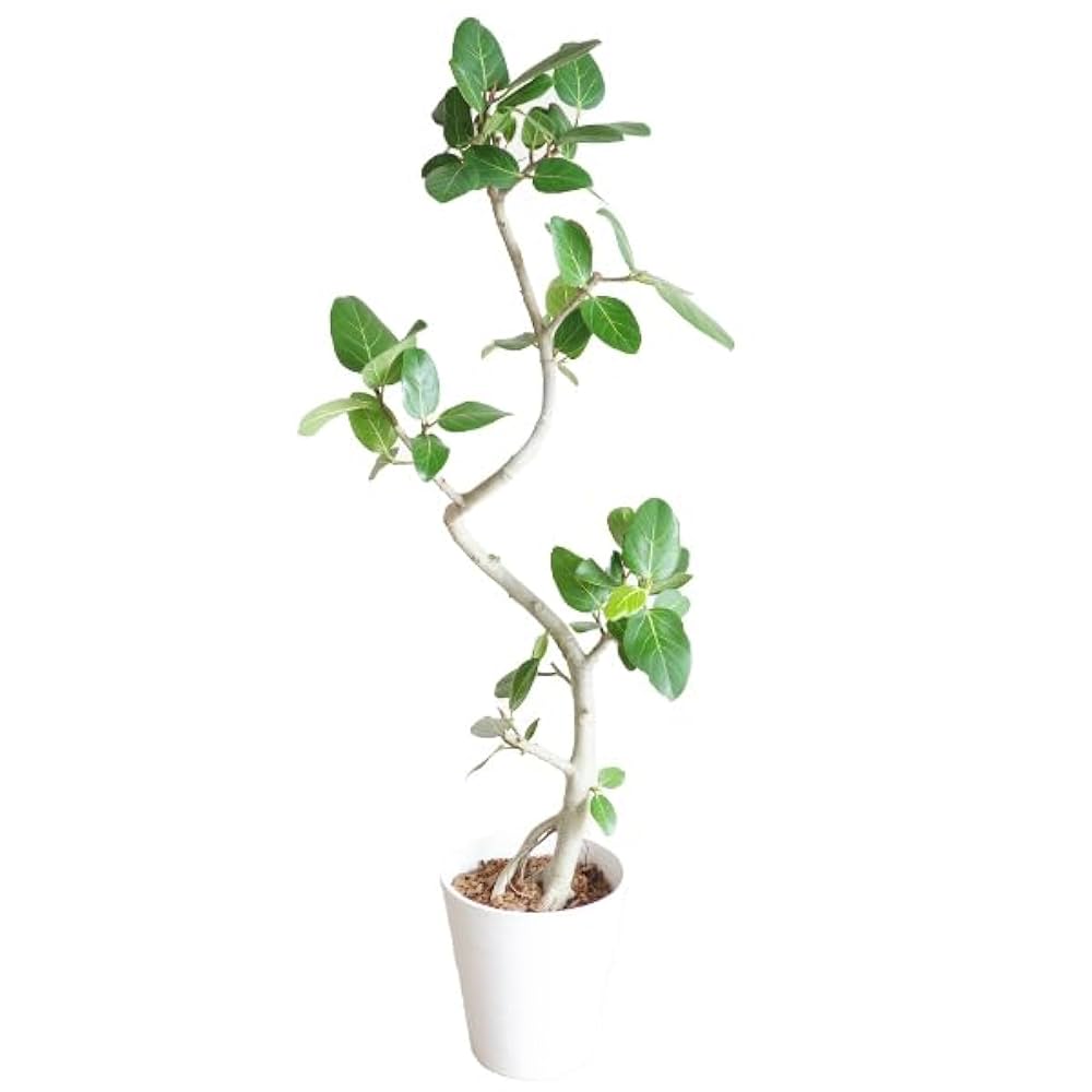 現品　フィカス　ゴムの木　ベンガレンシス　41番　太い　原木　インテリアグリーン 現品 フィカス ゴムの木 ベンガレンシス 41番 太い 原木