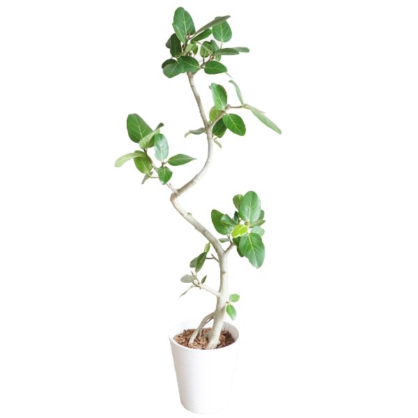 Amazon｜フィカス ベンガレンシス 大きめ 観葉植物 本物