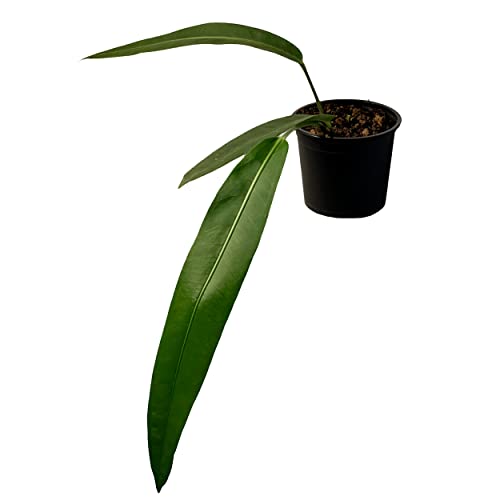 LEAL PLANTS ECUADOR Anthurium SP Morona| Exotic Indoor Plant |