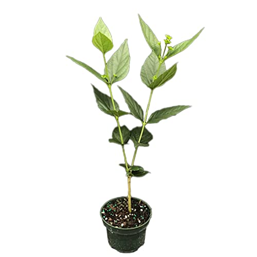 Gurveplantationi - Parijat Harsingar ka Podha Flower Plant with Black Plastic Pot. (White)