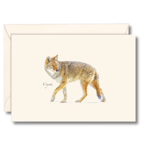 Image of Earth Sky + Water - Coyote Notecard Set - 8 Blank Cards with Envelopes