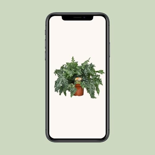 Phlebodium Davana plante d'intérieur grand format vert persistant pot Ø26cm - 5